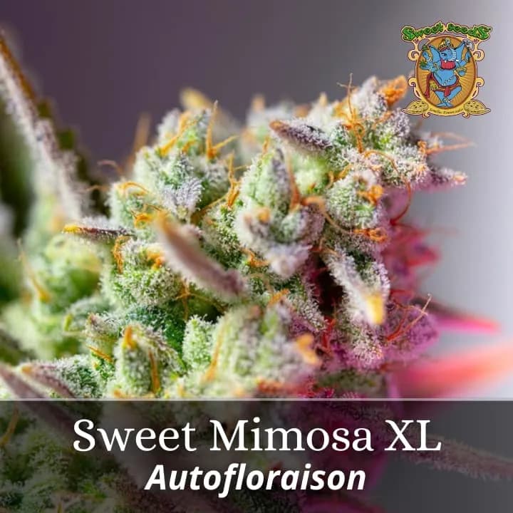 Sweet Mimosa XL Auto PROMO