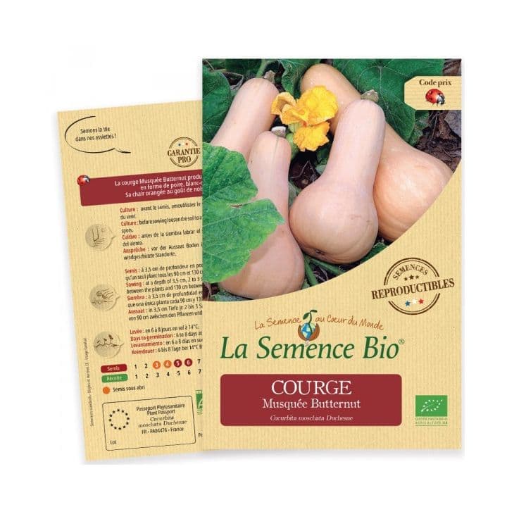 Courge Musquée Butternut