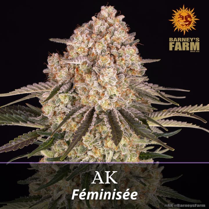 AK