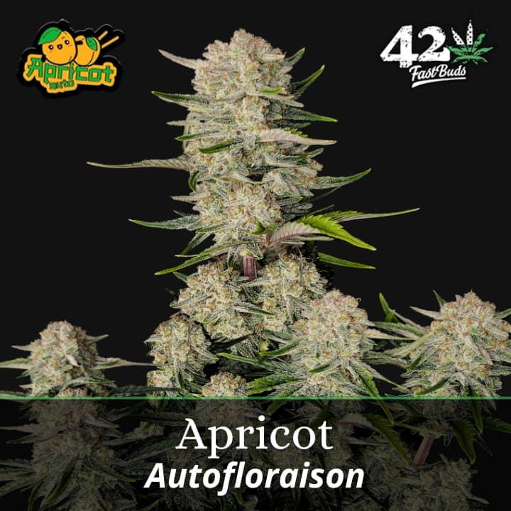 Apricot Auto PROMO