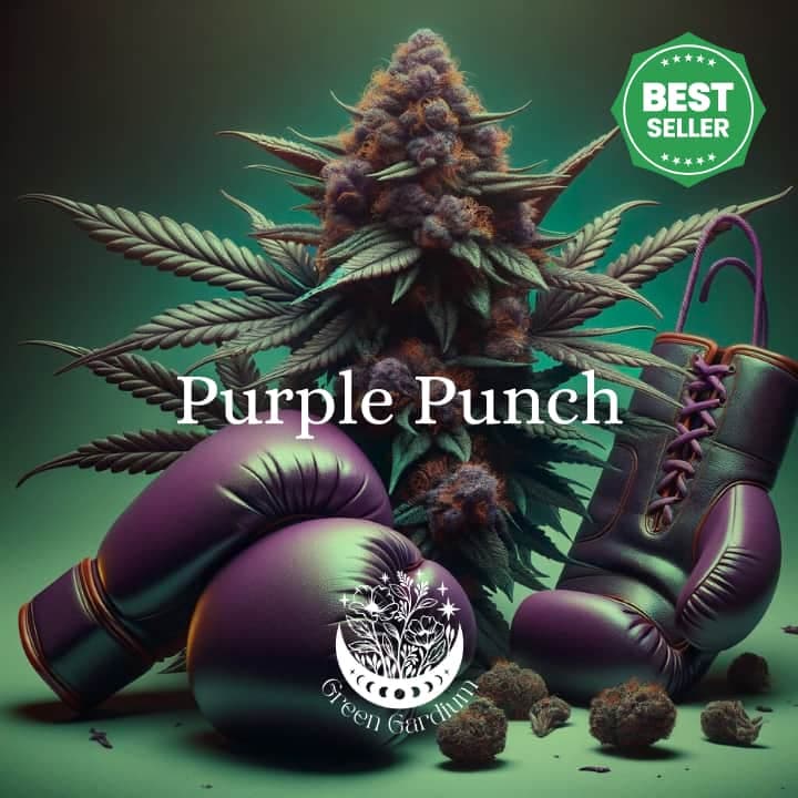 Purple Punch