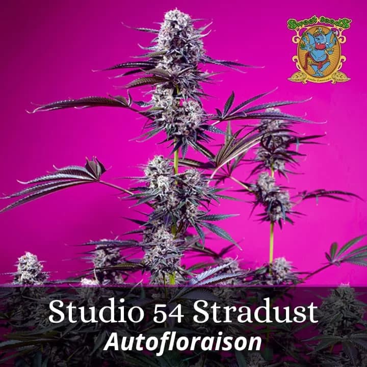 Tropicanna Cherry XL Auto PROMO