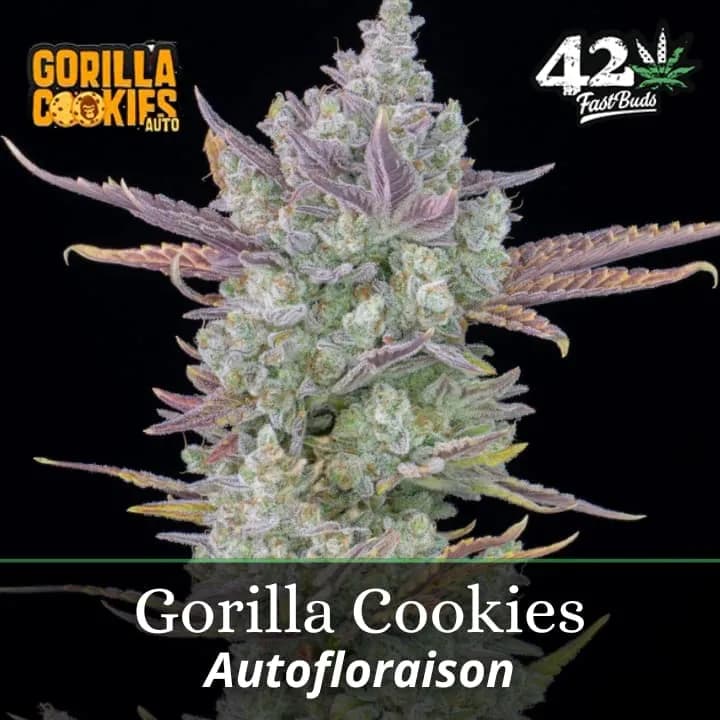 Gorilla Cookies Auto PROMO