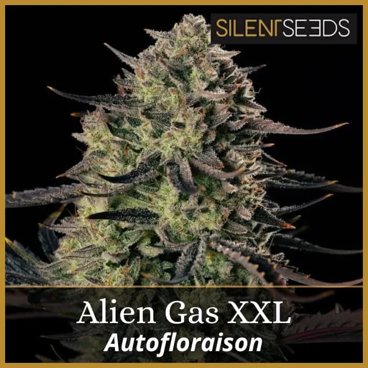 Alien Gas XXL Auto
