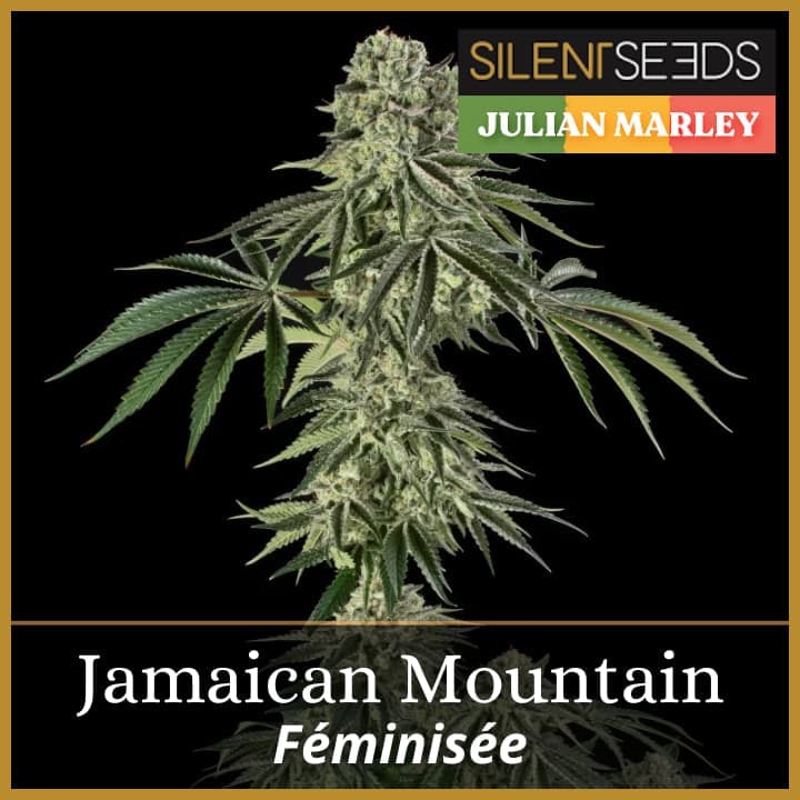 Jamaican Mountain
