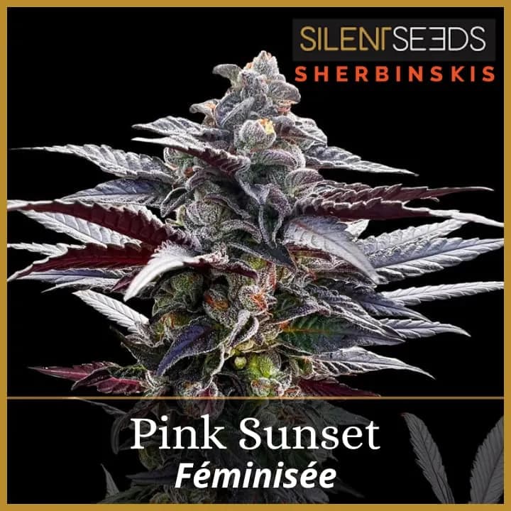 Pink Sunset