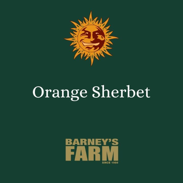 Orange Sherbet