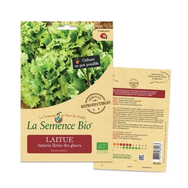 Laitue batavia Reine des glaces