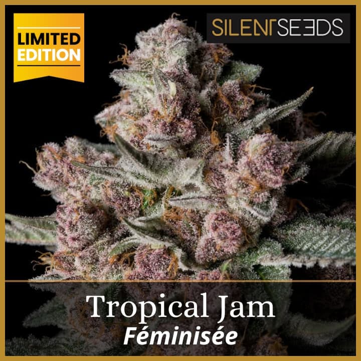 Tropical Jam