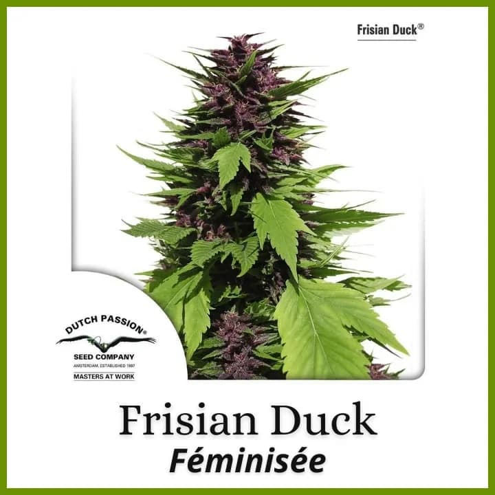 Frisian Duck