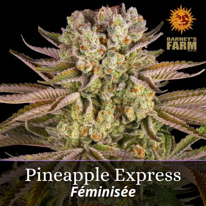 Pineapple Express