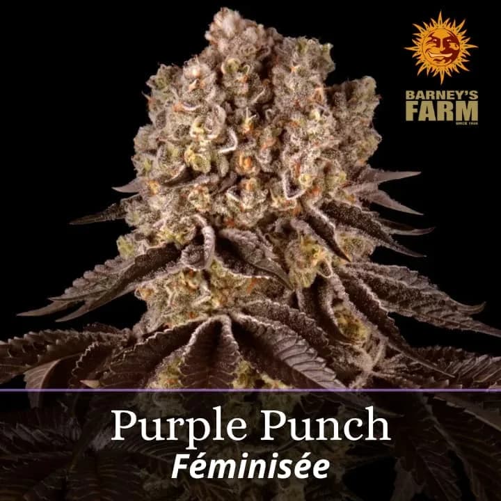 Purple Punch