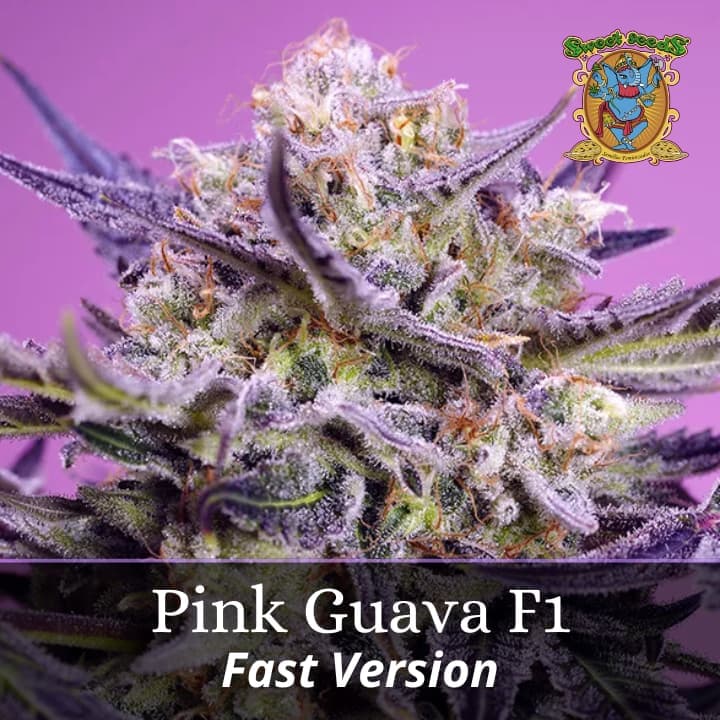 Pink Guava Fast Version PROMO