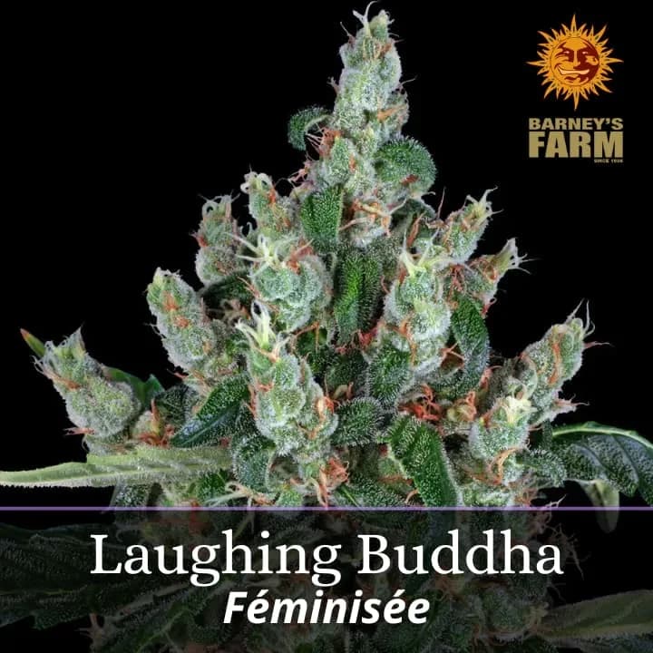 Laughing Buddha