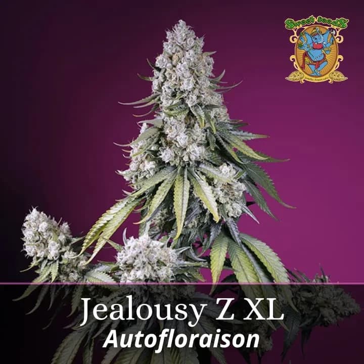 Jealousy Z XL Auto PROMO