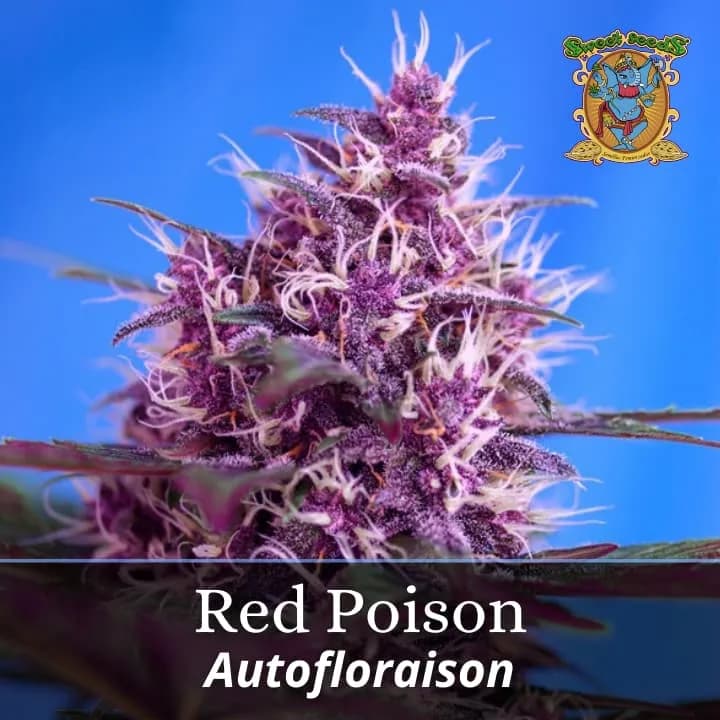 Red Poison Auto PROMO