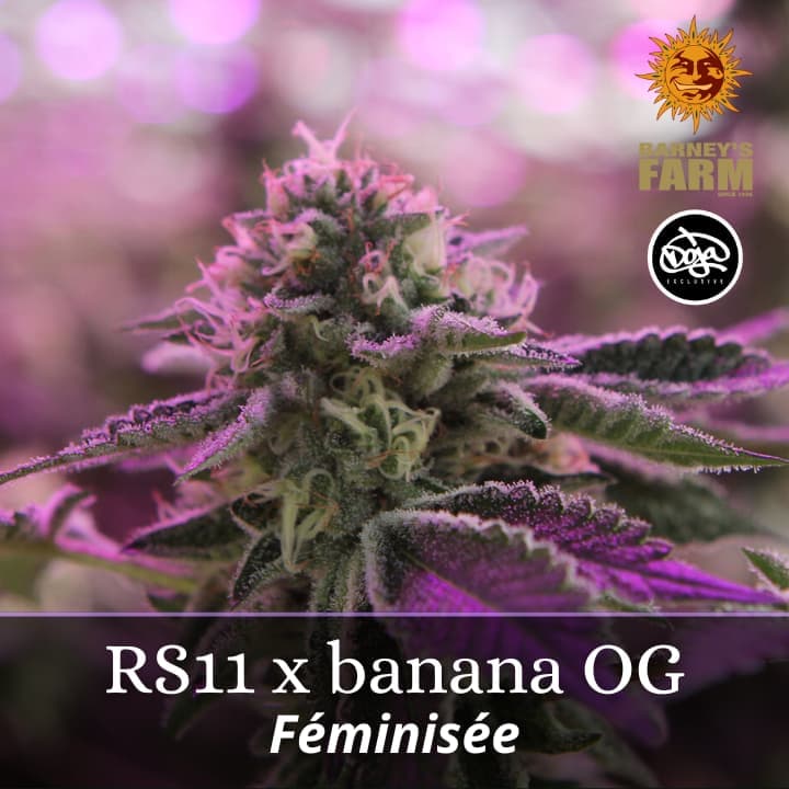 RS11 x Banana OG