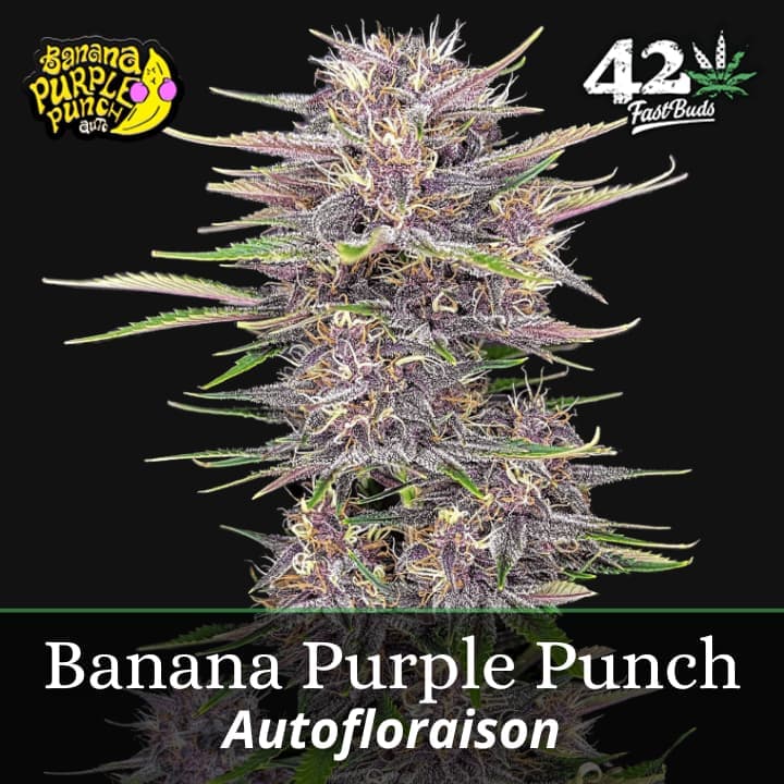 Banana Purple Punch Auto PROMO
