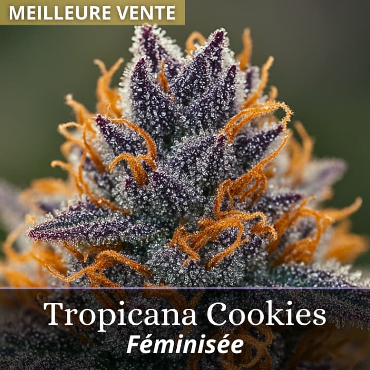 Tropicana Cookies