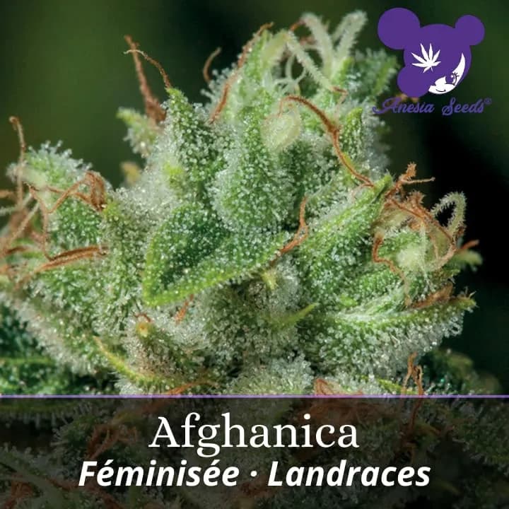 Afghanica