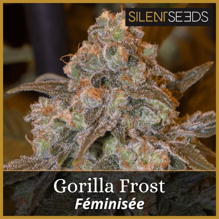 Gorilla Frost