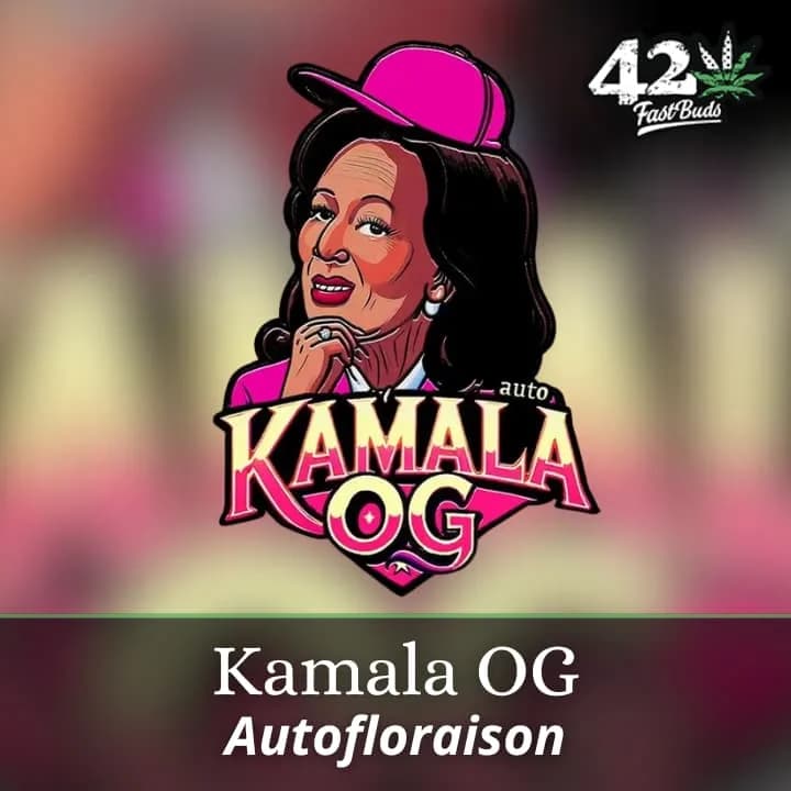 Kamala OG Auto