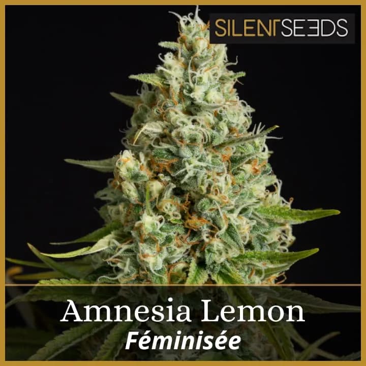 Amnesia Lemon
