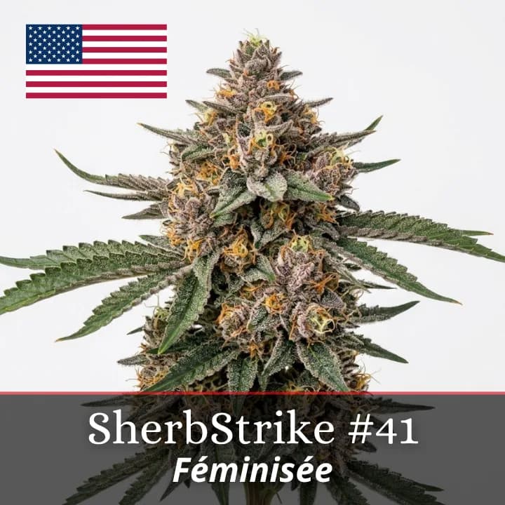 SherbStrike #41