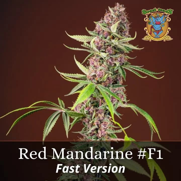 Red Mandarine F1 Fast Version PROMO