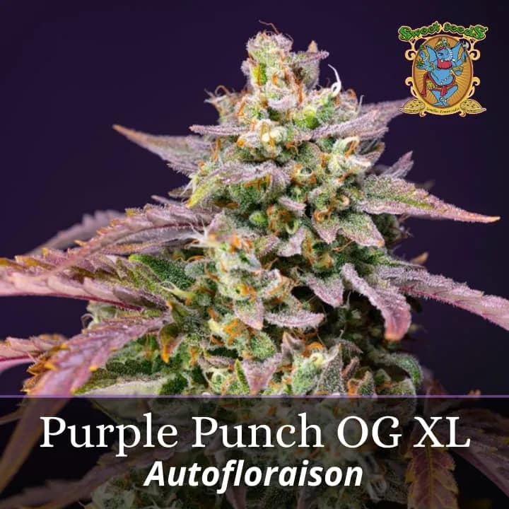 Purple Punch OG XL Auto PROMO