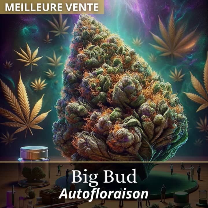 Big Bud Auto