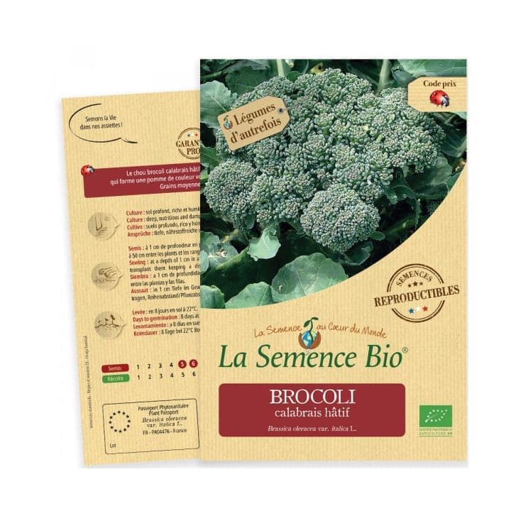 Brocoli calabrais hâtif