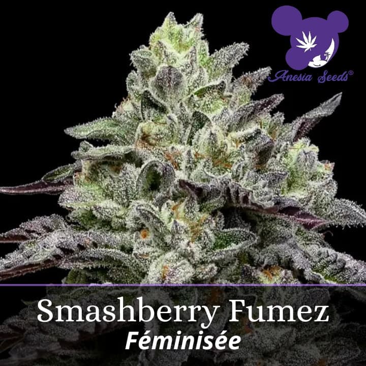 Smashberry Fumez
