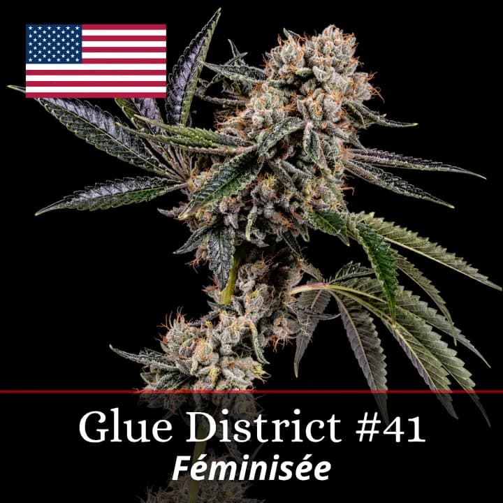 Glue District #41