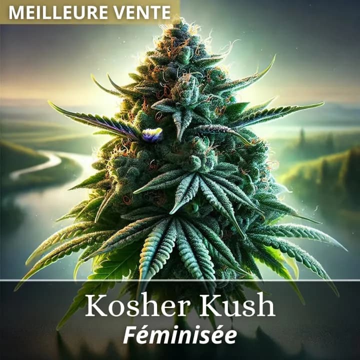 Kosher Kush