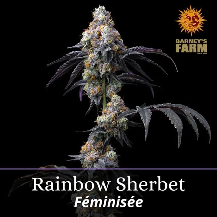 Rainbow Sherbet