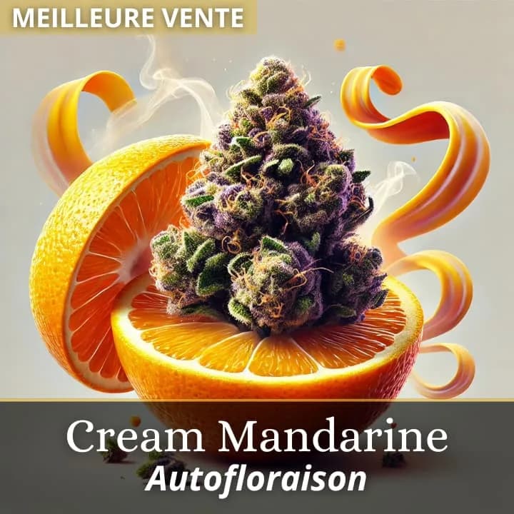 Cream Mandarine Auto