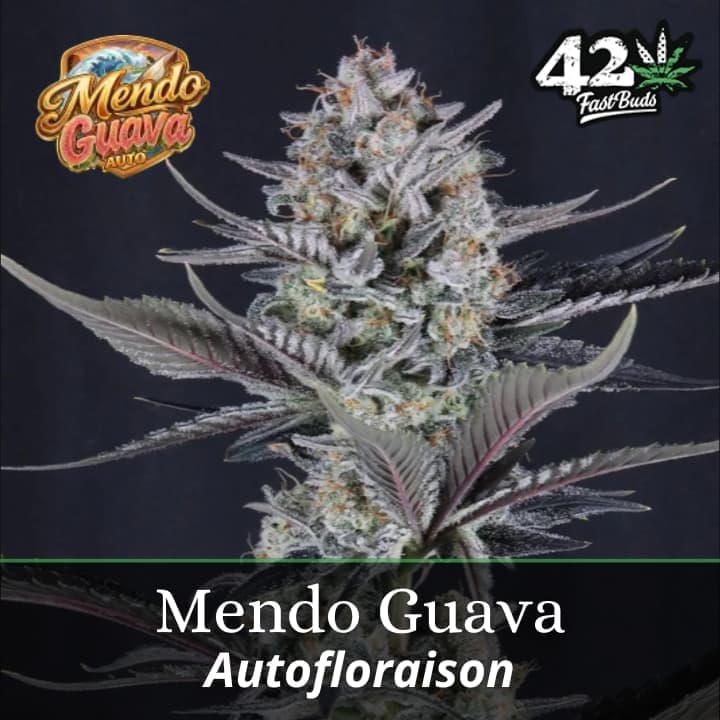 Mendo Guava Auto PROMO