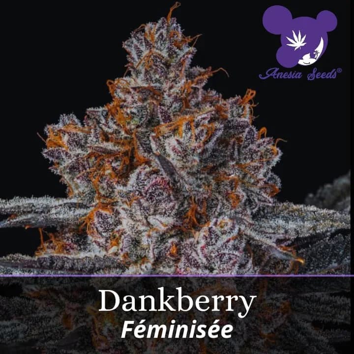 Dankberry