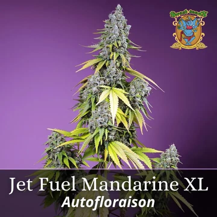 Jet Fuel Mandarine XL Auto PROMO