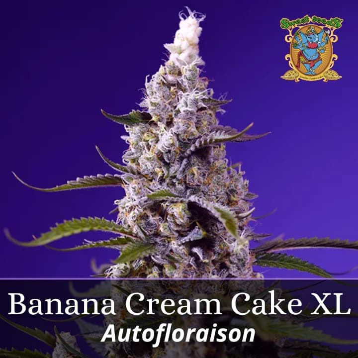 Banana Cream Cake XL Auto PROMO