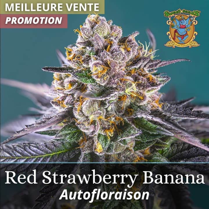 Red Strawberry Banana Auto PROMO