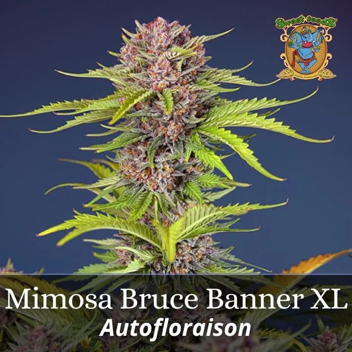 Mimosa Bruce Banner XL Auto PROMO