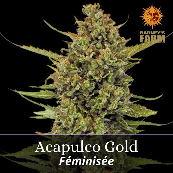 Acapulco Gold