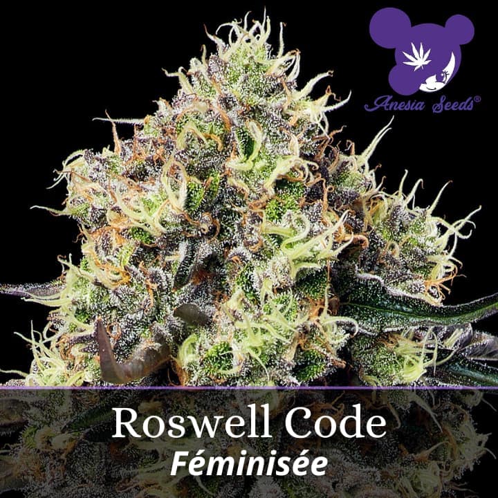Roswell Code