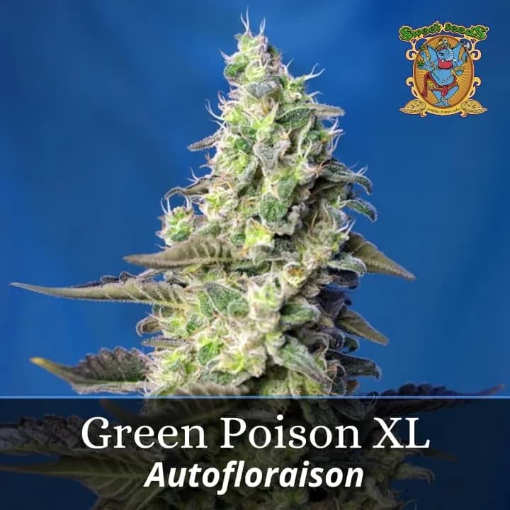 Green Poison XL Auto Promo