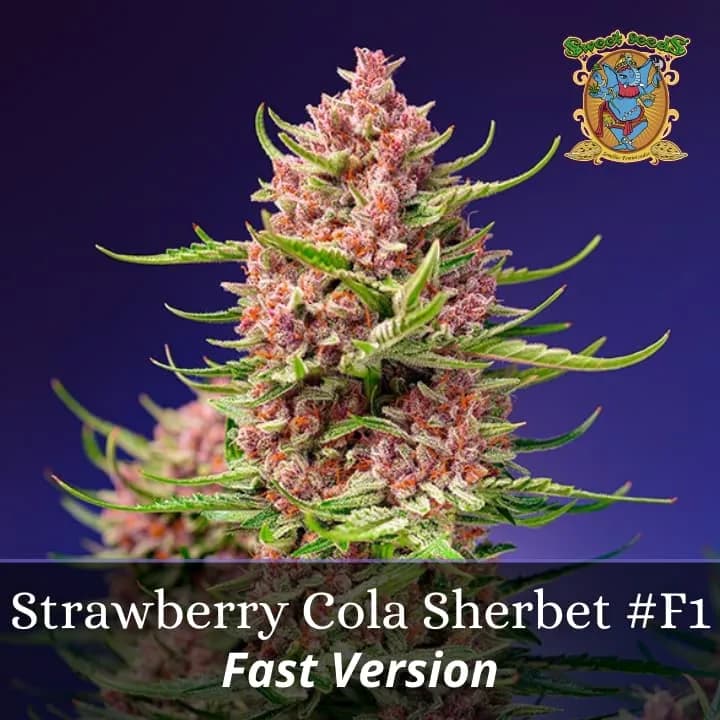 Strawberry Cola Sherbet F1 Fast Version