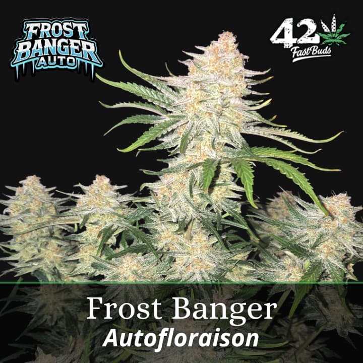 FrostBanger Auto PROMO