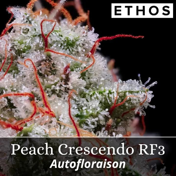 Peach Crescendo RF3 Auto