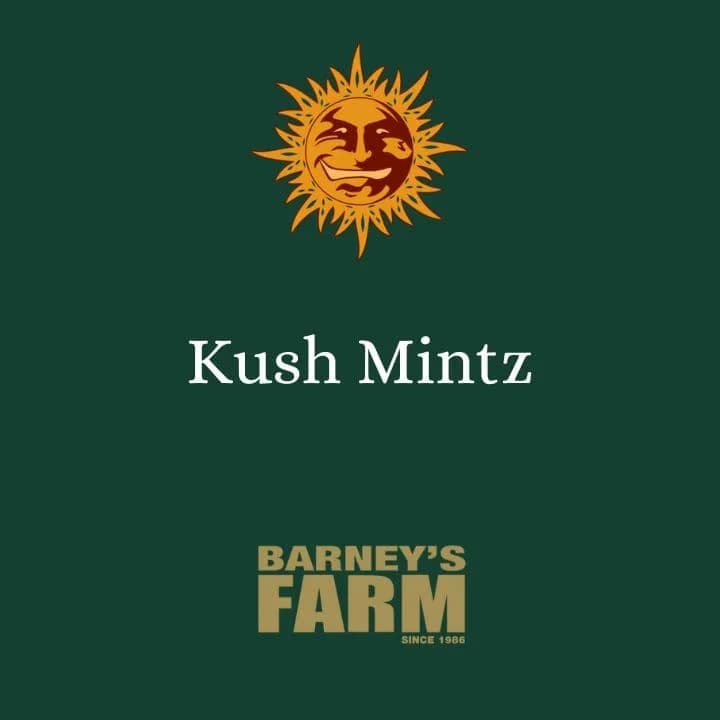 Kush Mintz